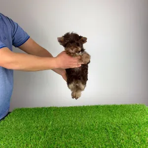 Yorkshire Terrier - Levis