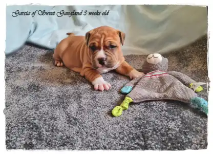 Amerykański staffordshire terier - Garcia Of Sweet Gangland