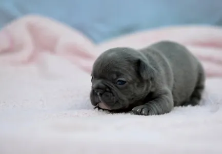 Bulldog francez - Monique