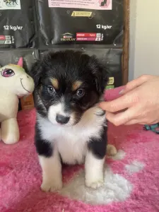 Australian Shepherd - Black Tri Kan/ Male Nbt Piros Nyakörv