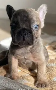 Französische Bulldogge - Blue