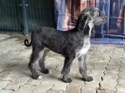 Afgán agár - Xelina