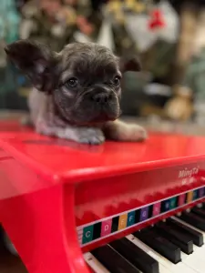 Bulldog francese - Fluffy