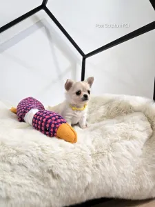Chihuahua - Pianka 