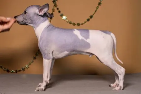 American Hairless Terrier - Altair Sky