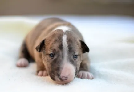 Миниатюрный бультерьер - Jake