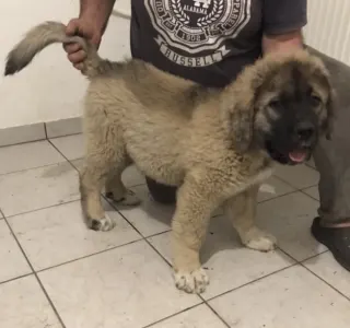 Caucasian Shepherd Dog - Kisfiú Kutya 2