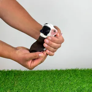 Boston Terrier - Jamila