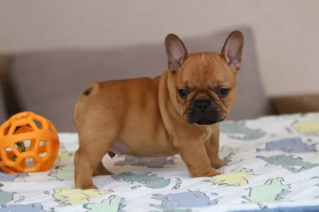 Französische Bulldogge - Ubie
