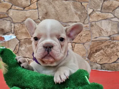 French Bulldog - Dante