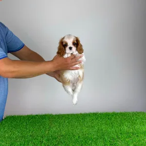 Cavalier King Charles Spaniel - Karosso