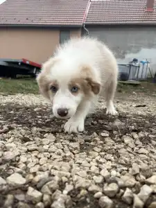 Border Collie - Blue