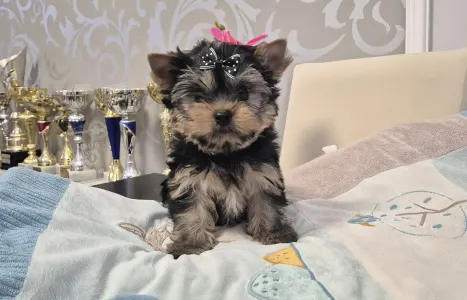Yorkshire Terrier - Batman Of Midsummer Nights Miracle 