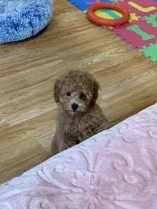 Poodle Miniature - Fairytail World Gabbana