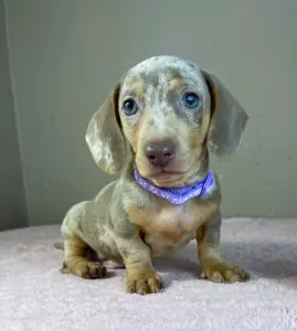 Dachshund - Harry