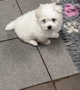 Coton de Tulear - Benito