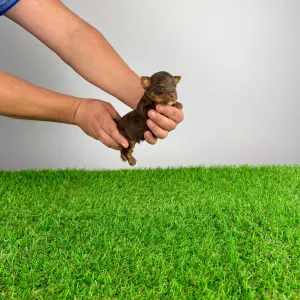 Yorkshire Terrier - Landro