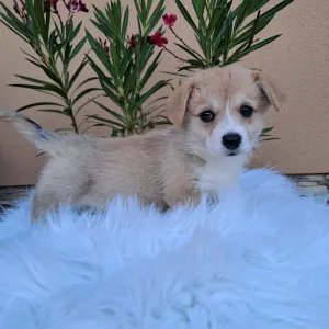 Pembroke Welsh Corgi - Claire