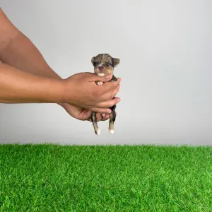 Yorkshire Terrier - Cimbo