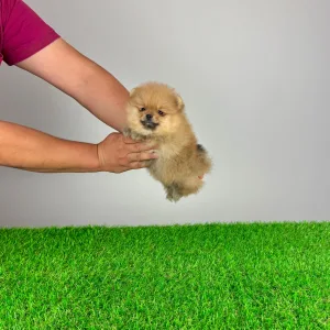 Pomeranian - Colby