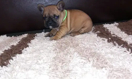 Francia bulldog - Miora Frenchie Phoenix