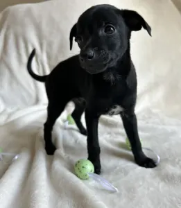 Olasz agár - Libero Lieto Italian Greyhound Kennel