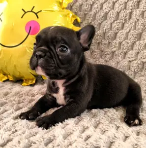 Buldog francuski - Miora Frenchie Rambo
