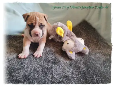 Amerykański staffordshire terier - Grace Of Sweet Gangland