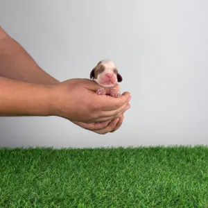 Cavalier King Charles spániel - Camelot