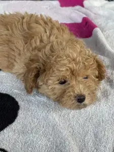 Pudel miniaturowy - Nala