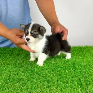 Welsh Corgi Pembroke - Corsa