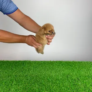 Pomeranian - Oreo