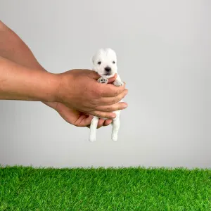 West Highland White Terrier - Kisses