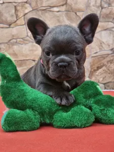 French Bulldog - Detty