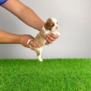 Кавалер кинг-чарльз-спаниель - Frida