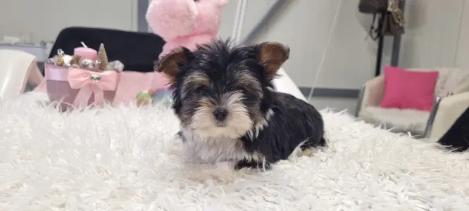 Biewer Terrier - Odin