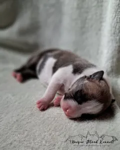 Amerikanischer Staffordshire Terrier - Unique Blood Espresso