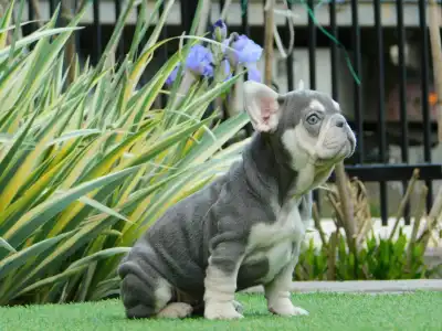 Francia bulldog - Lara