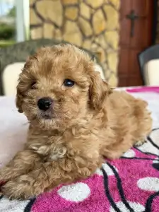 Pudla - patuljasta - Chloe