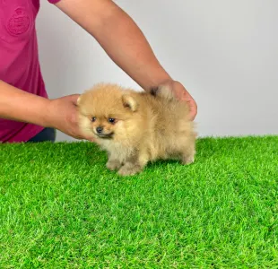 Pomeranian - Colby