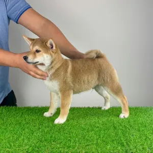 Shiba - Ilfov