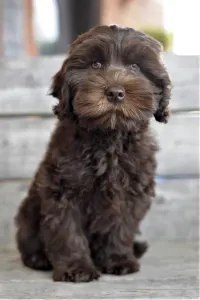 Лабрадудль - Derton Australian Labradoodle 