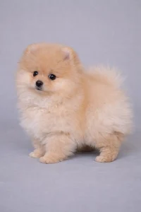 Pomeranian - Zamira