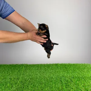 Yorkshire Terrier - Pancho