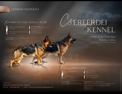 German Shepherd Dog - Csereerdei Lina