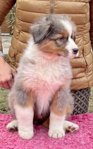 Ciobanesc Australian - Lightlake Most Wanted “kevin”