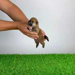 Shiba Inu - Tako