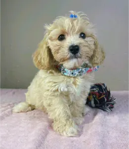 Maltipoo - Brian