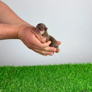 Chihuahua - Chiquita