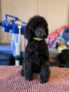 Grosspudel - Black Boy